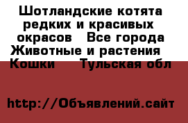 Шотландские котята редких и красивых  окрасов - Все города Животные и растения » Кошки   . Тульская обл.